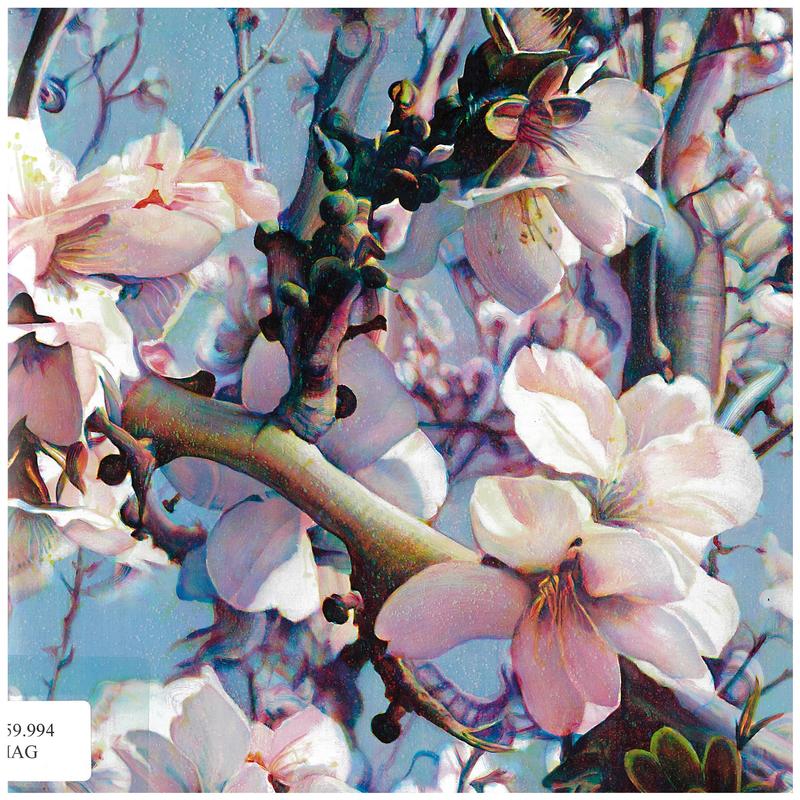 Tim Maguire : transient / Martin Browne Contemporary cover