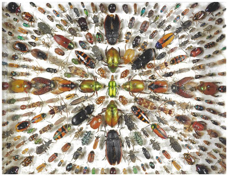 Rare & curious : the secret history of Governor Macquarie's collectors' chest / Elizabeth Ellis cover