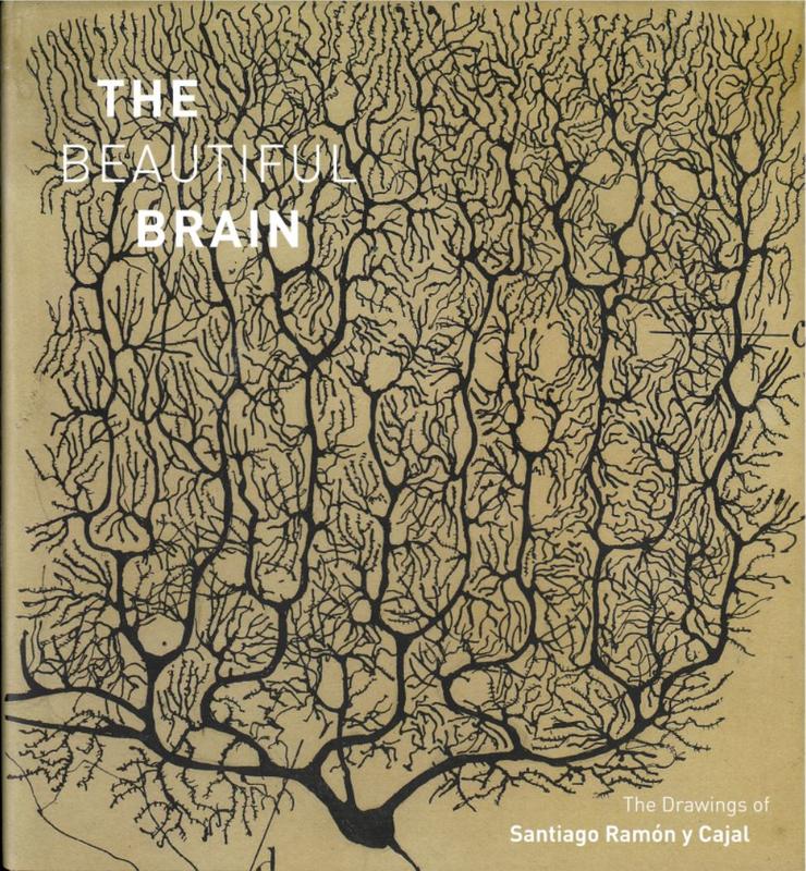 The beautiful brain : the drawings of Santiago Ramón y Cajal / edited with commentaries by Eric A. Newman, Alfonso Araque, and Janet M. Dubinsky ; essays by Larry W. Swanson, Lyndel King, and Eric Himmel cover