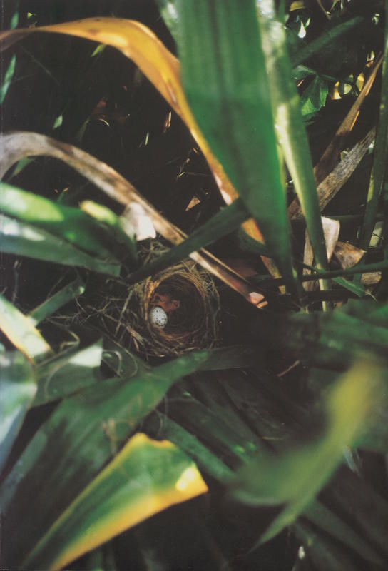 Gabriel Orozco / introduction by Bernhard Burgi cover