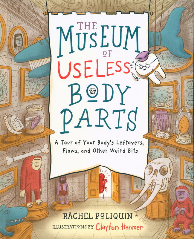 The museum of useless body parts :  a tour of your body's leftovers, flaws, and other weird bits / Rachel Poliquin ; illustrations by Clayton Hanmer cover