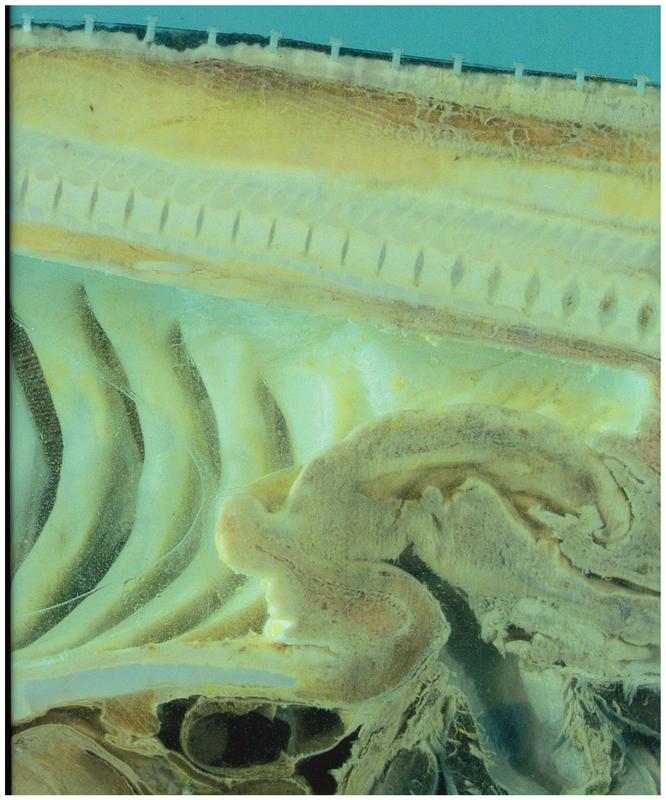 Requiem I : Pinchuk Collection cover