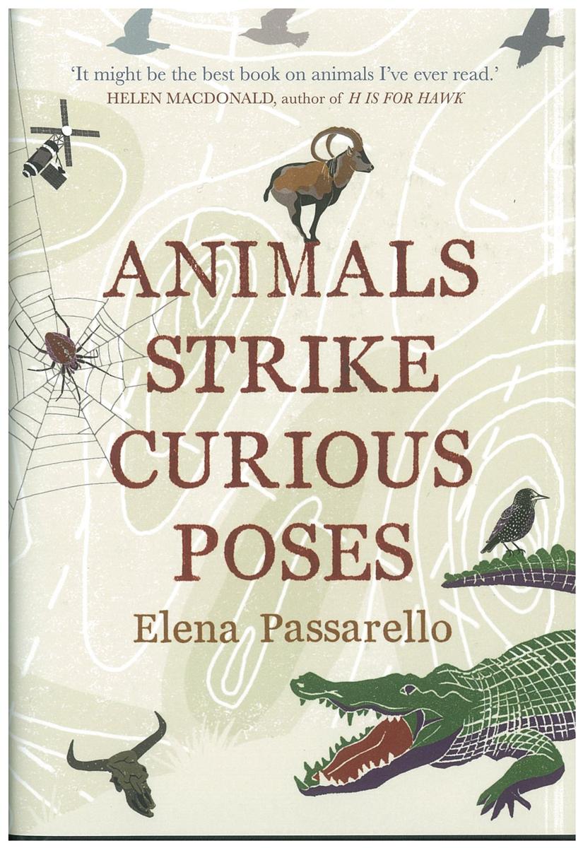 Animals strike curious poses : essays / Elena Passarello cover