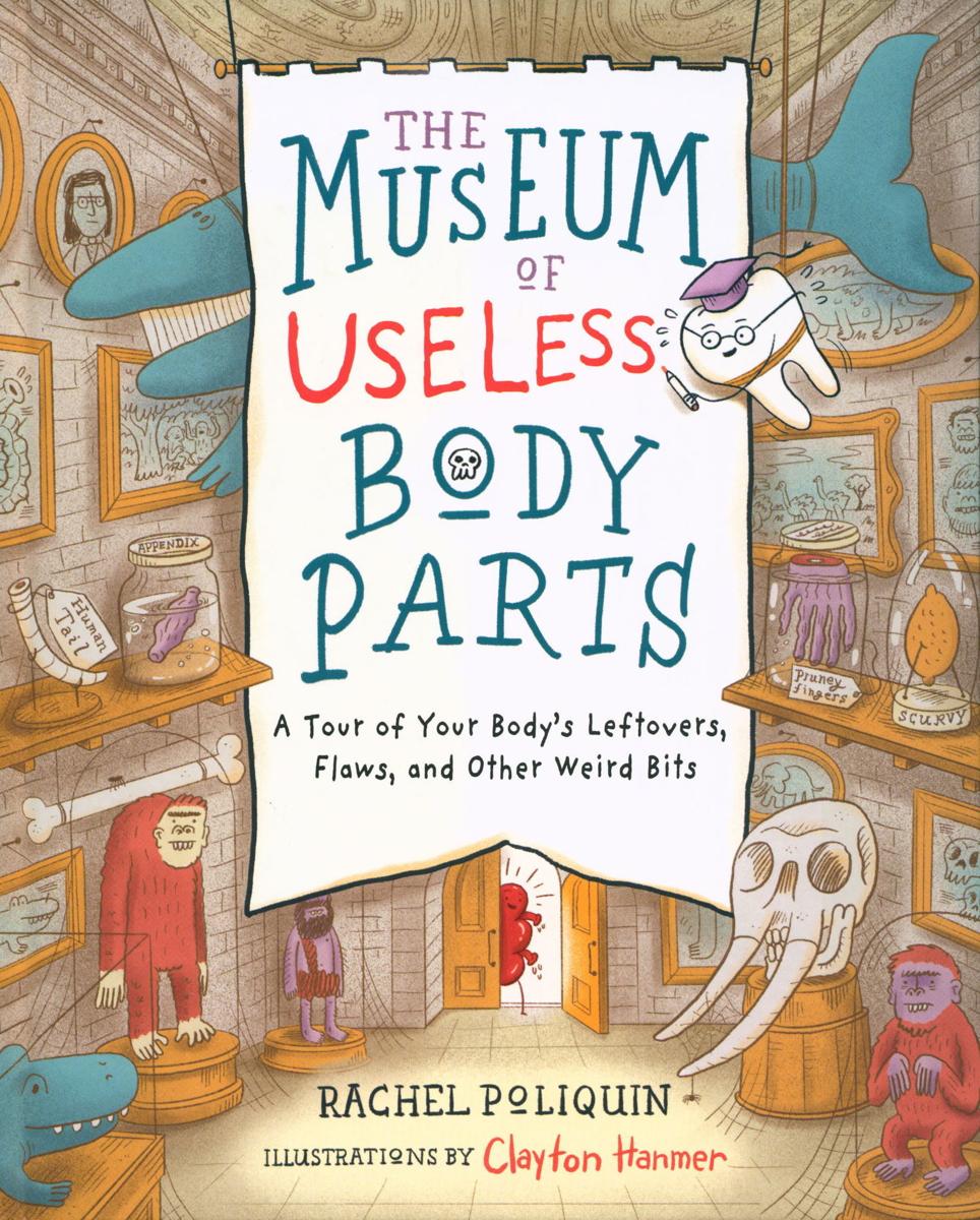 The museum of useless body parts :  a tour of your body's leftovers, flaws, and other weird bits / Rachel Poliquin ; illustrations by Clayton Hanmer cover
