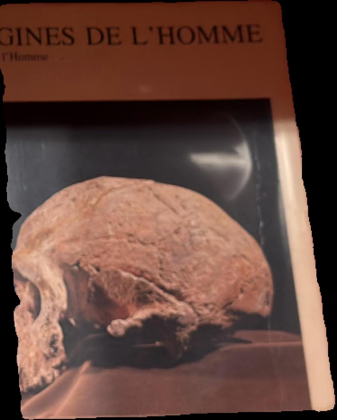 Origines de l'homme live cover