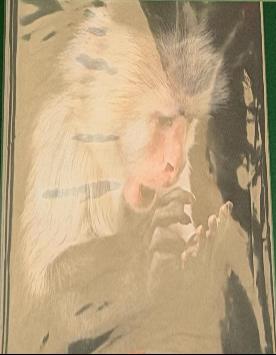 Gorillas in our midst / [Daniel Simons, Christopher Chabris, Jane Clark ; foreword by David Walsh] live cover