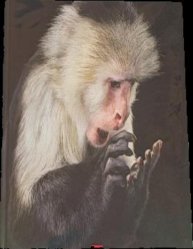 Tree of origin : what primate behavior can tell us about human social evolution / Frans B. M. de Waal, editor live cover