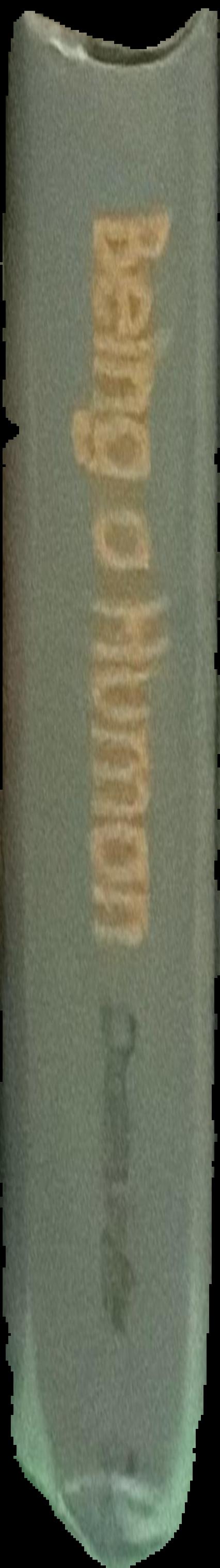 On the dignity of man. On being and the one. Heptaplus live spine