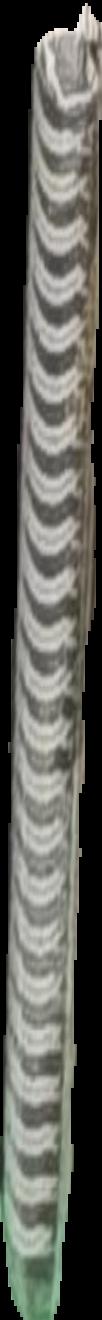 A history of art history live spine