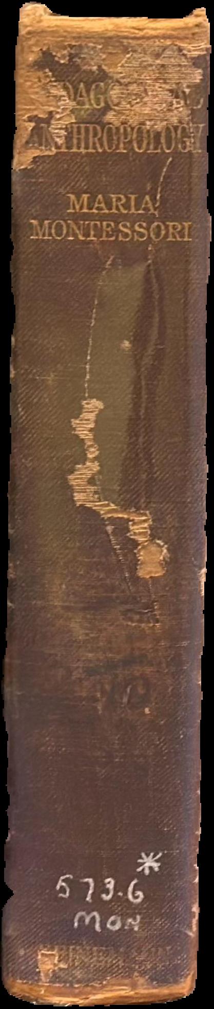 Pedagogical anthropology live spine