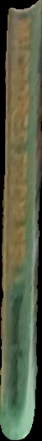 Champagne live spine