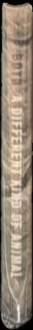 The creative lives of animals / Carol Gigliotti live spine