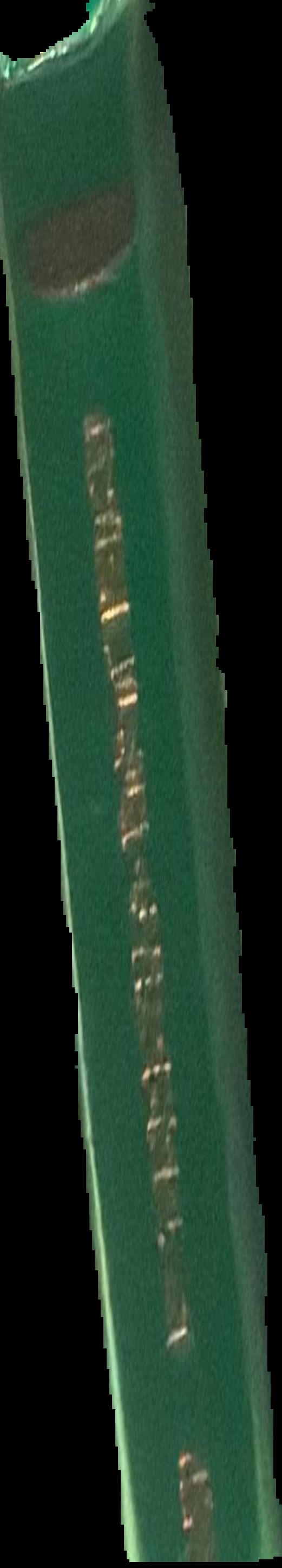 Doug Walters live spine