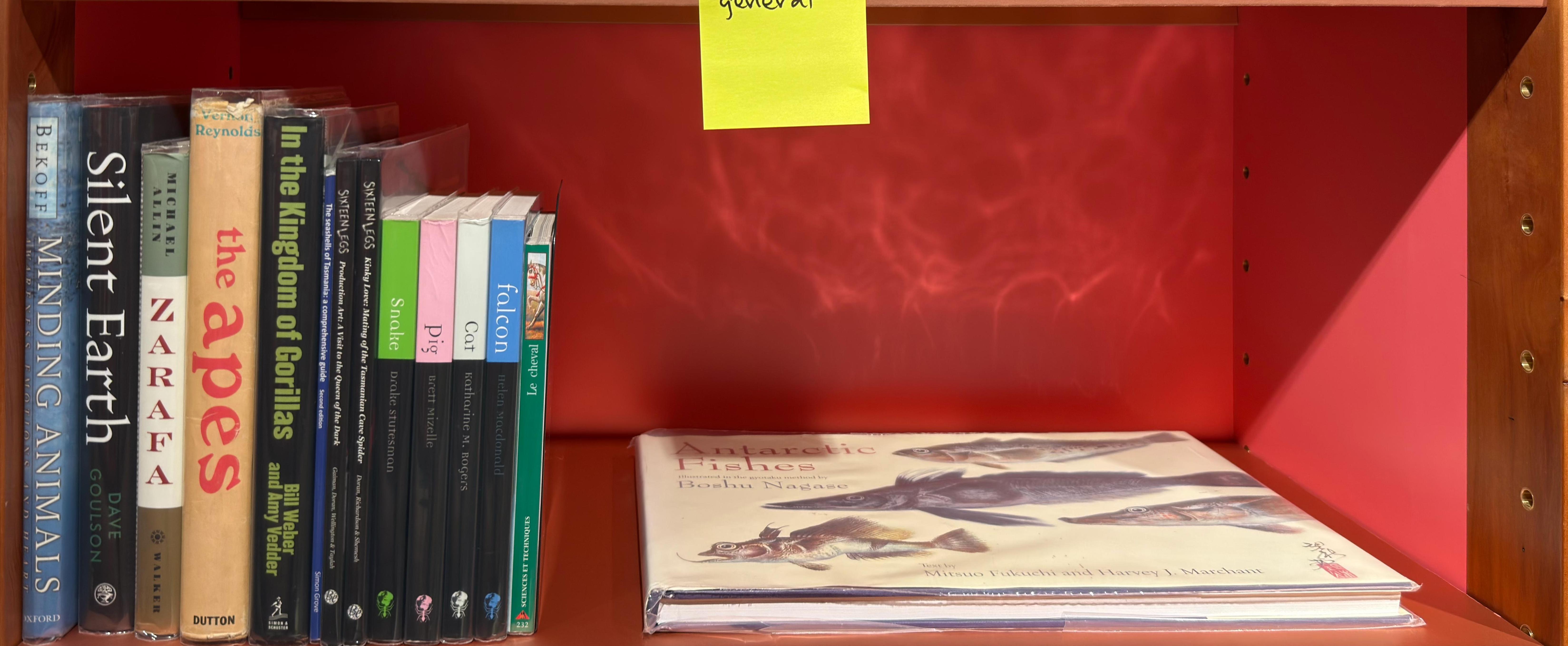 Shelf image