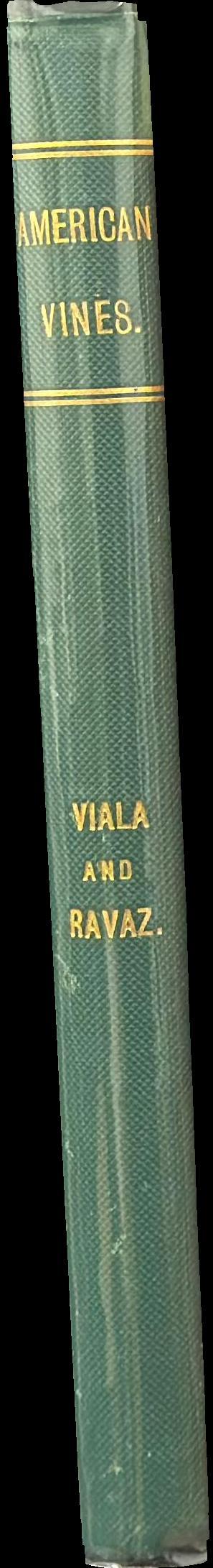 American vines : their adaptation, culture, grafting, and propagation spine