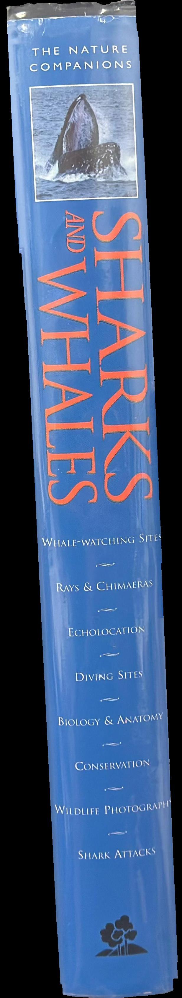 Sharks and whales spine
